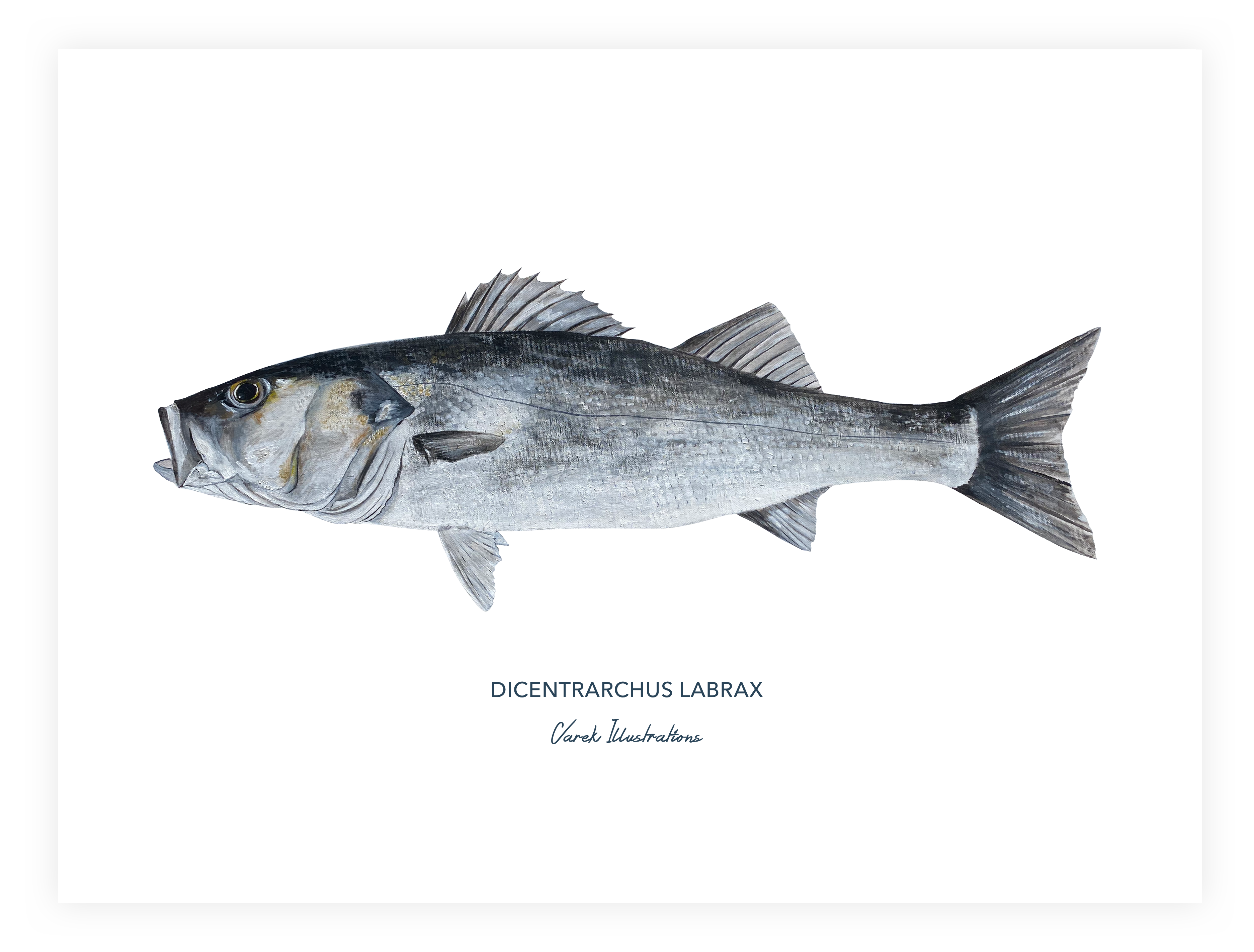 Poster Sea Bass - Art paper in 250gr 🌱