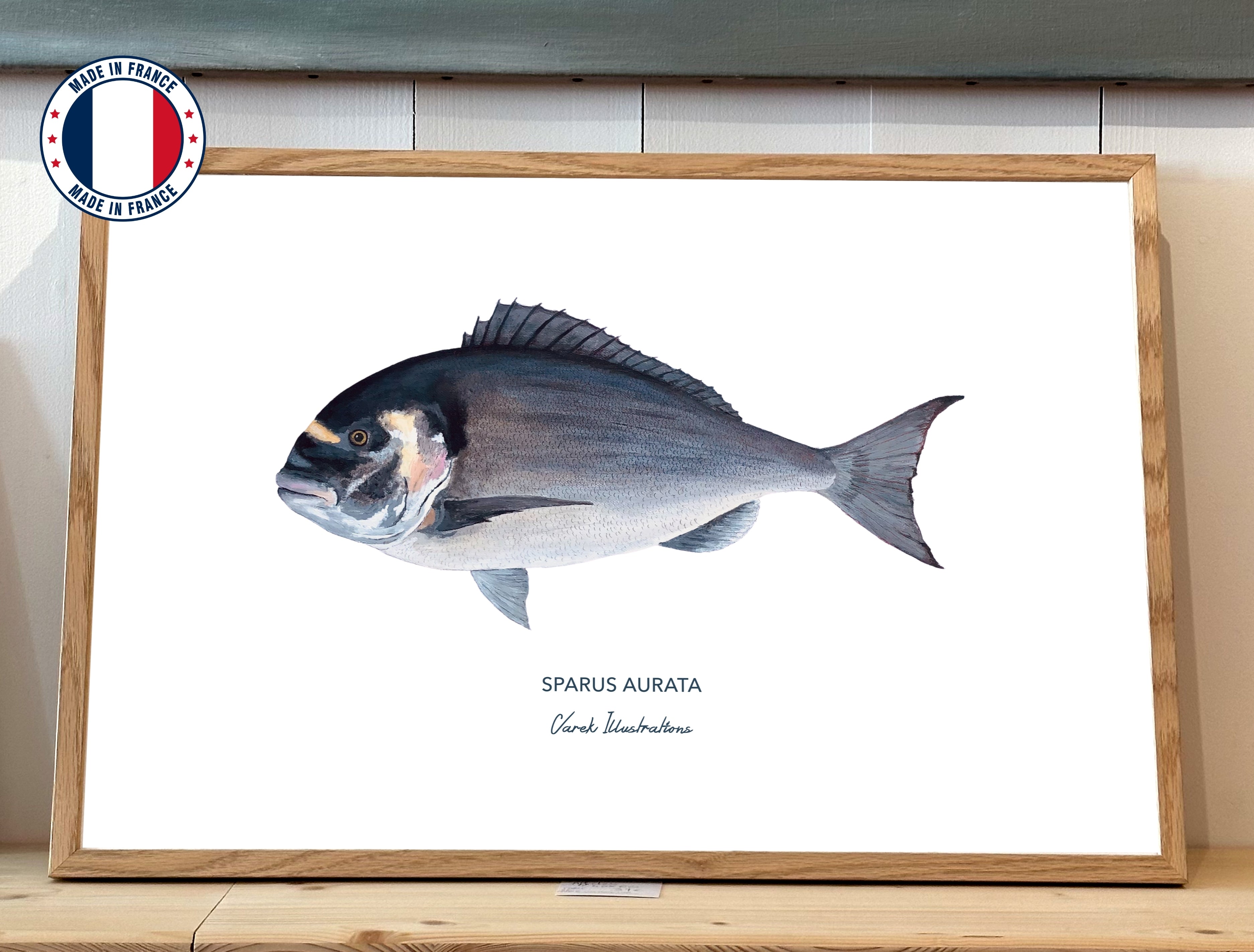 Poster Sea Bream - Art paper in 250gr 🌱