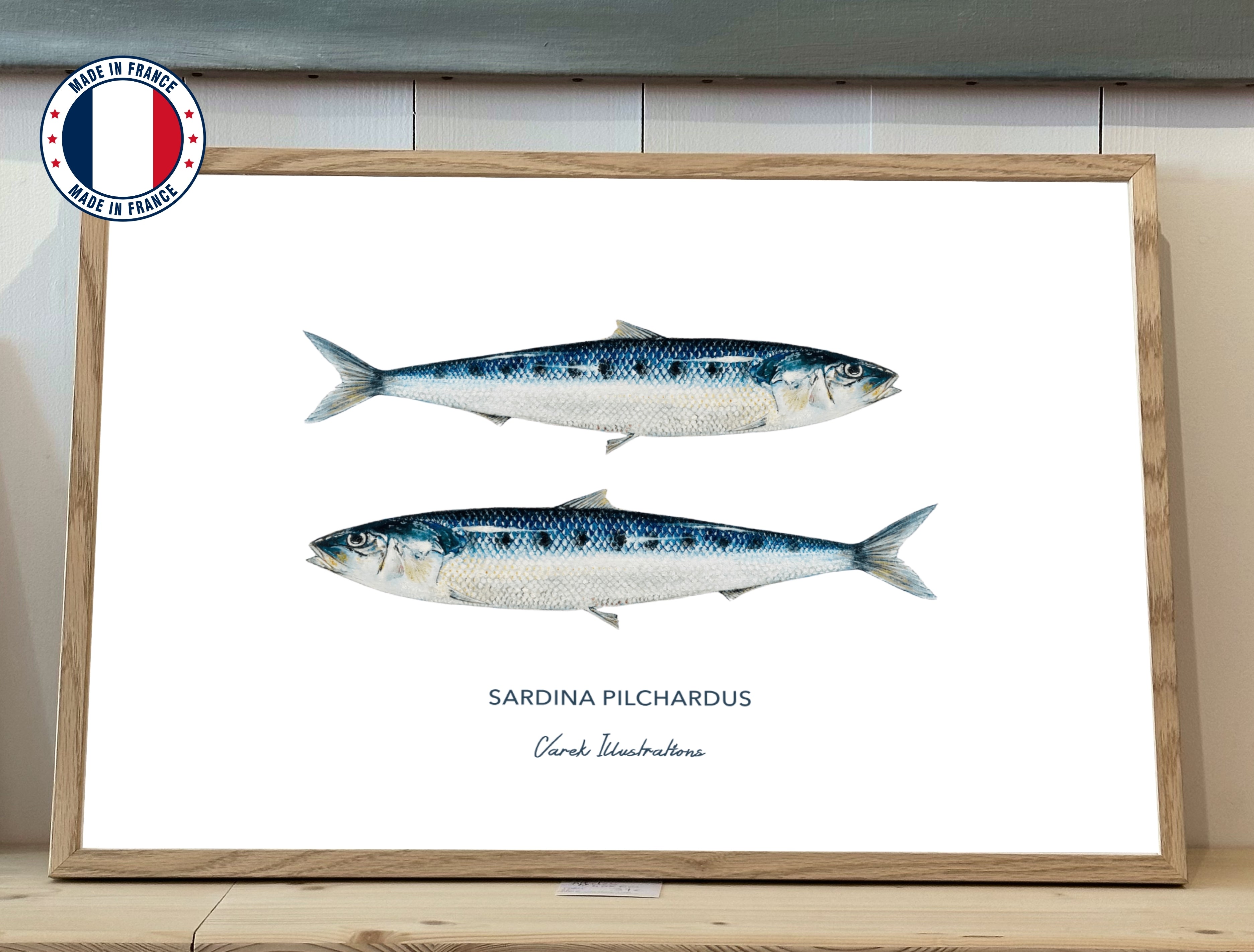 Poster Sardines - Art paper in 250gr 🌱