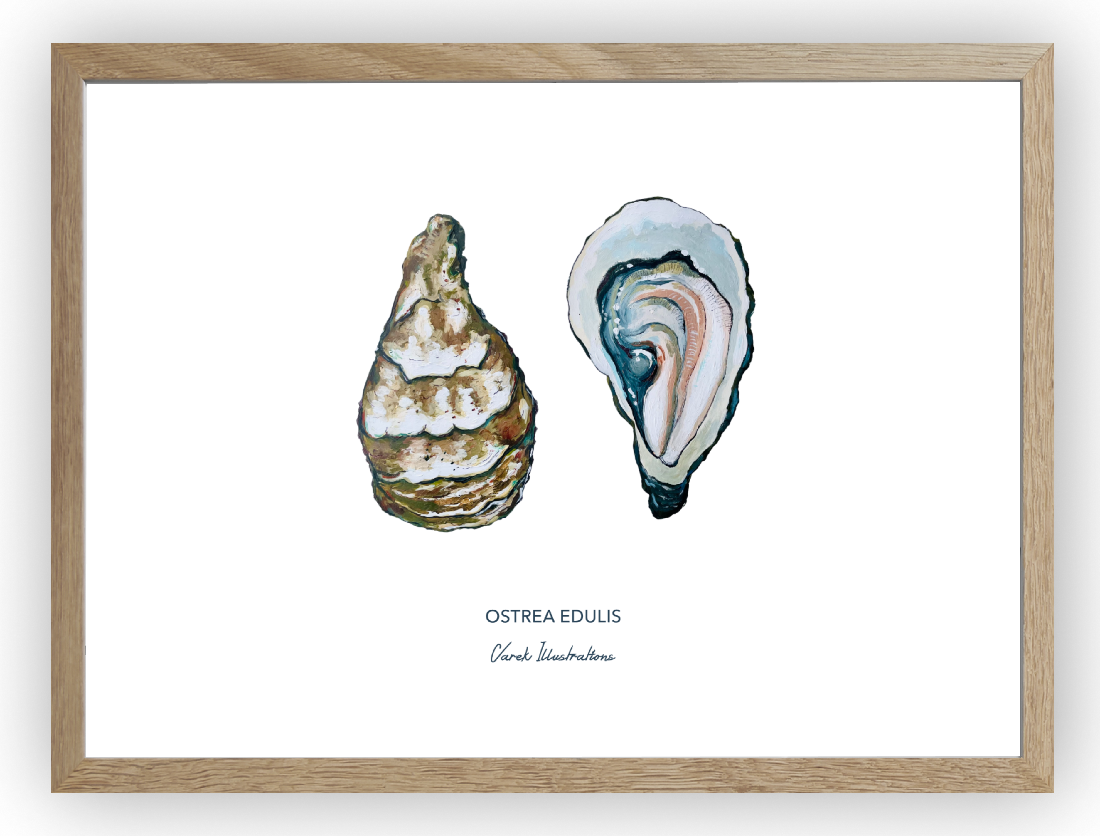 Trio Seashells - 250gr art paper 🌱