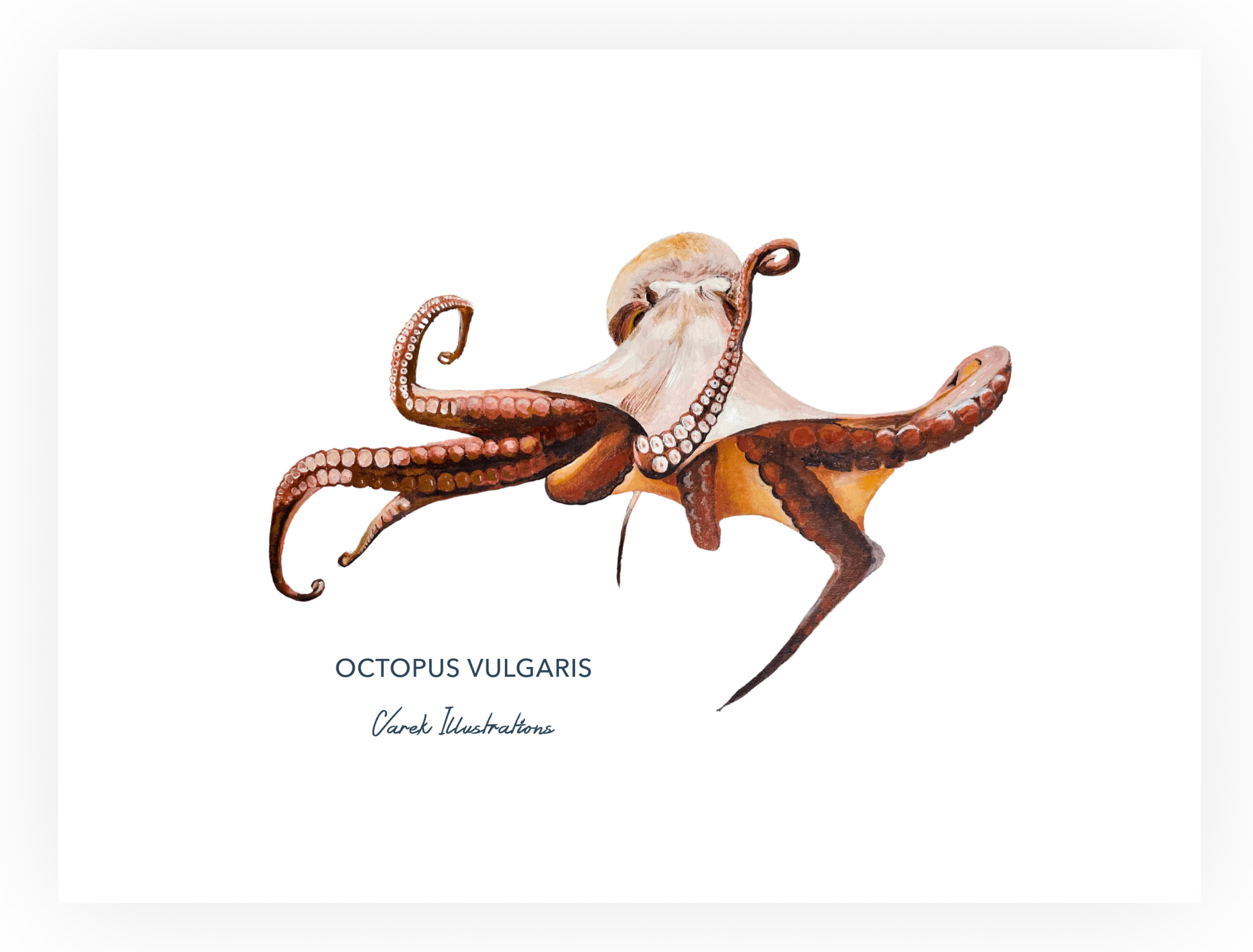 Poster Octopus - Art paper in 250gr 🌱