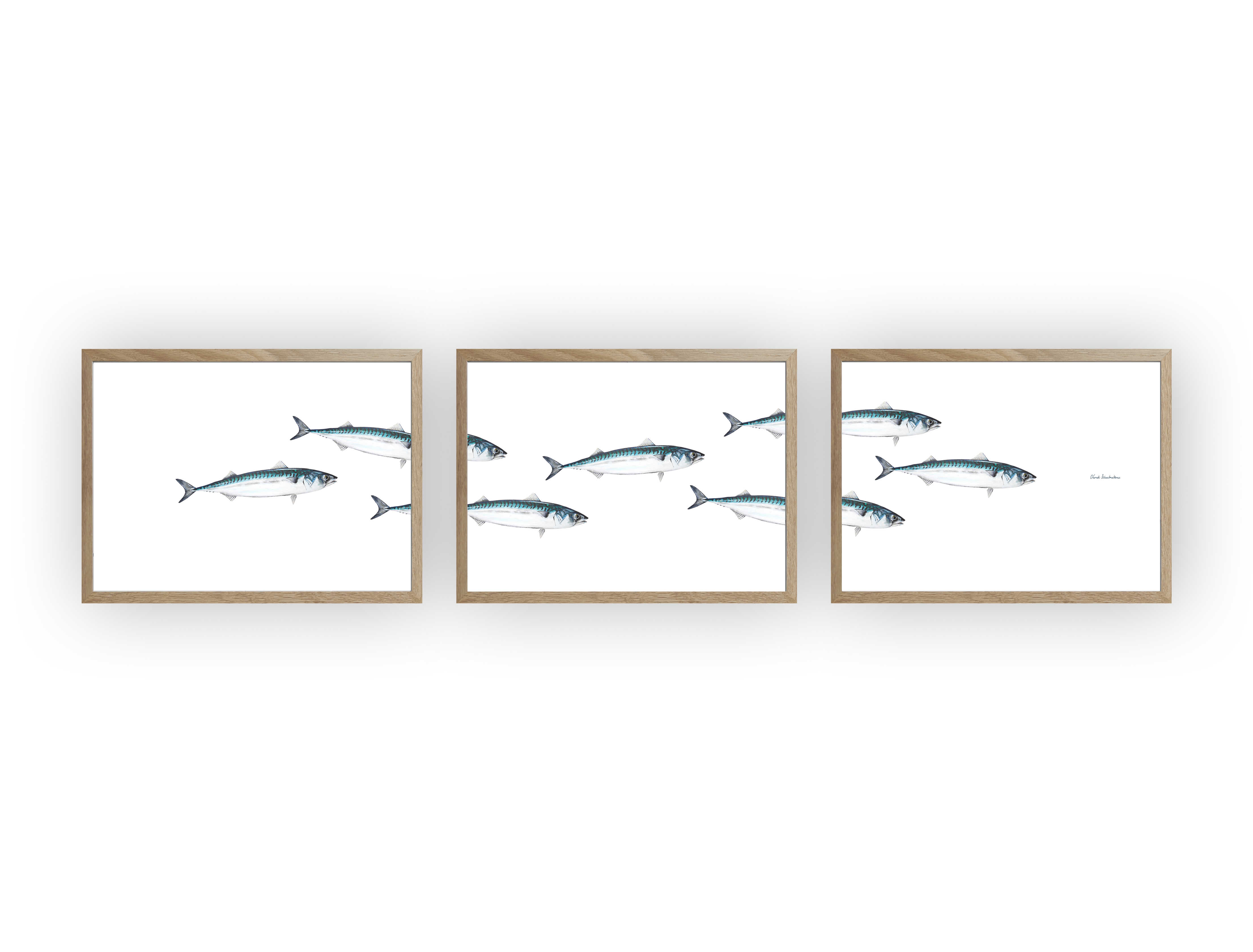 Triptyque Banc de Maquereau